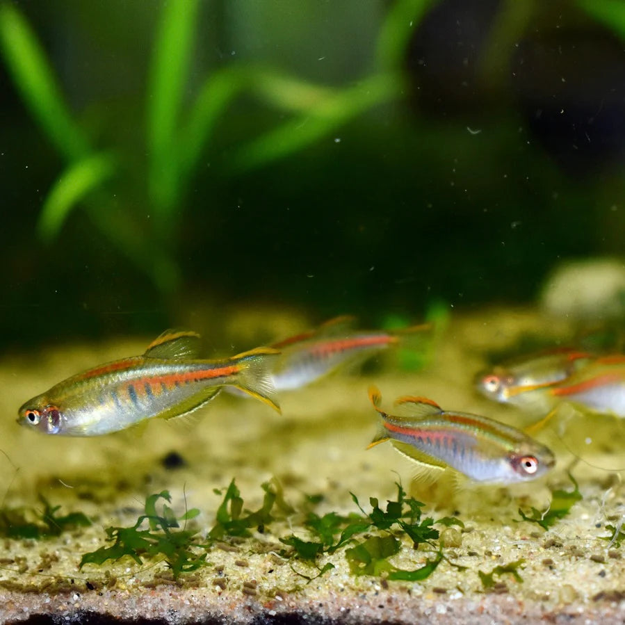 Glowlight Danio