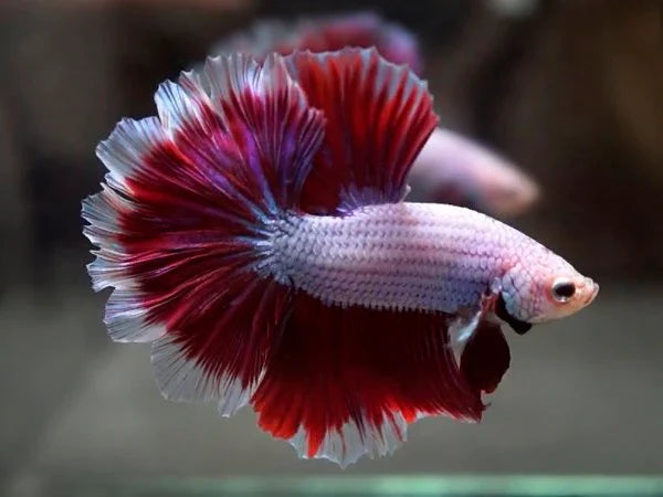 Flowertail Male Betta