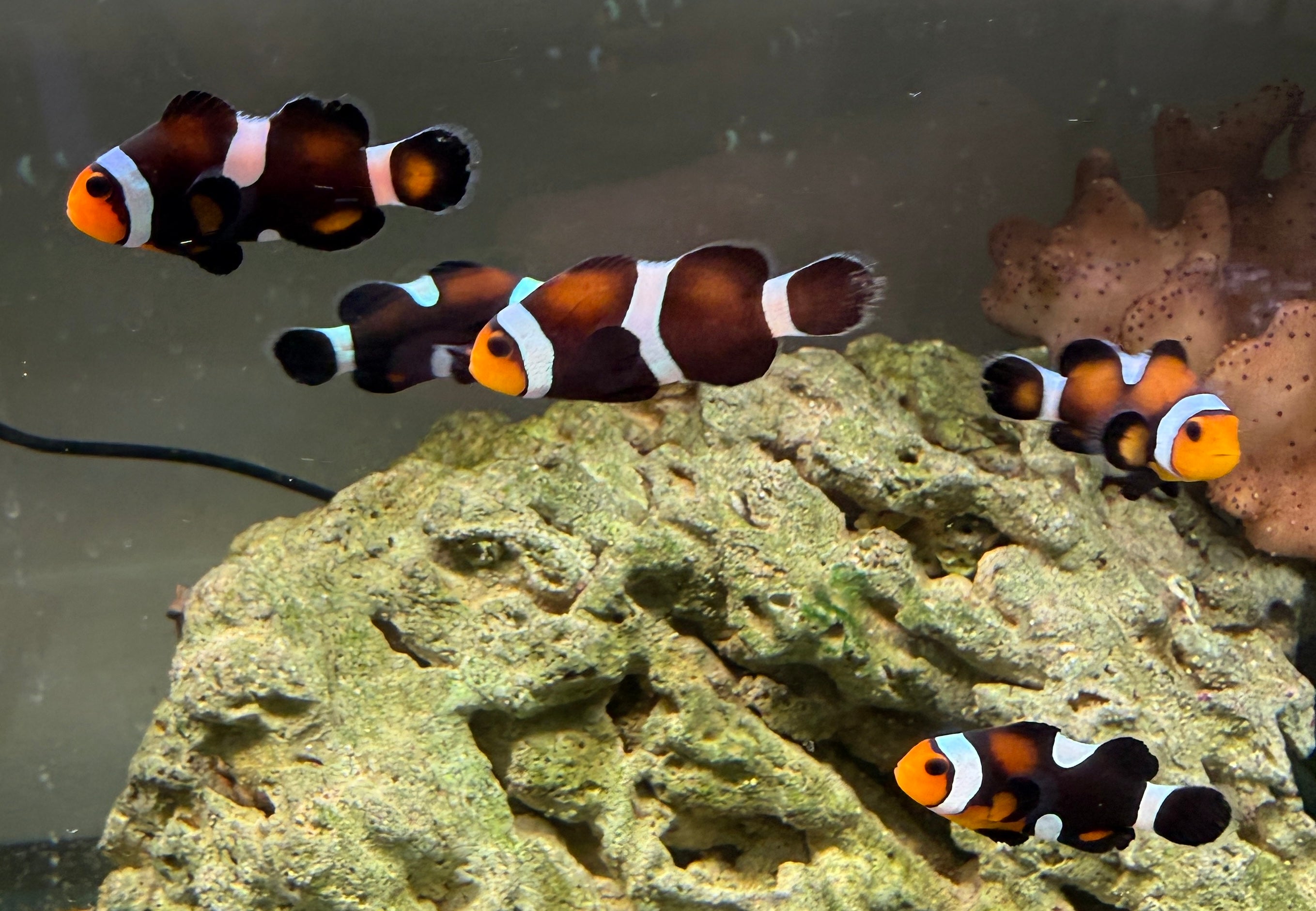 Hybrid Ocellaris Clownfish