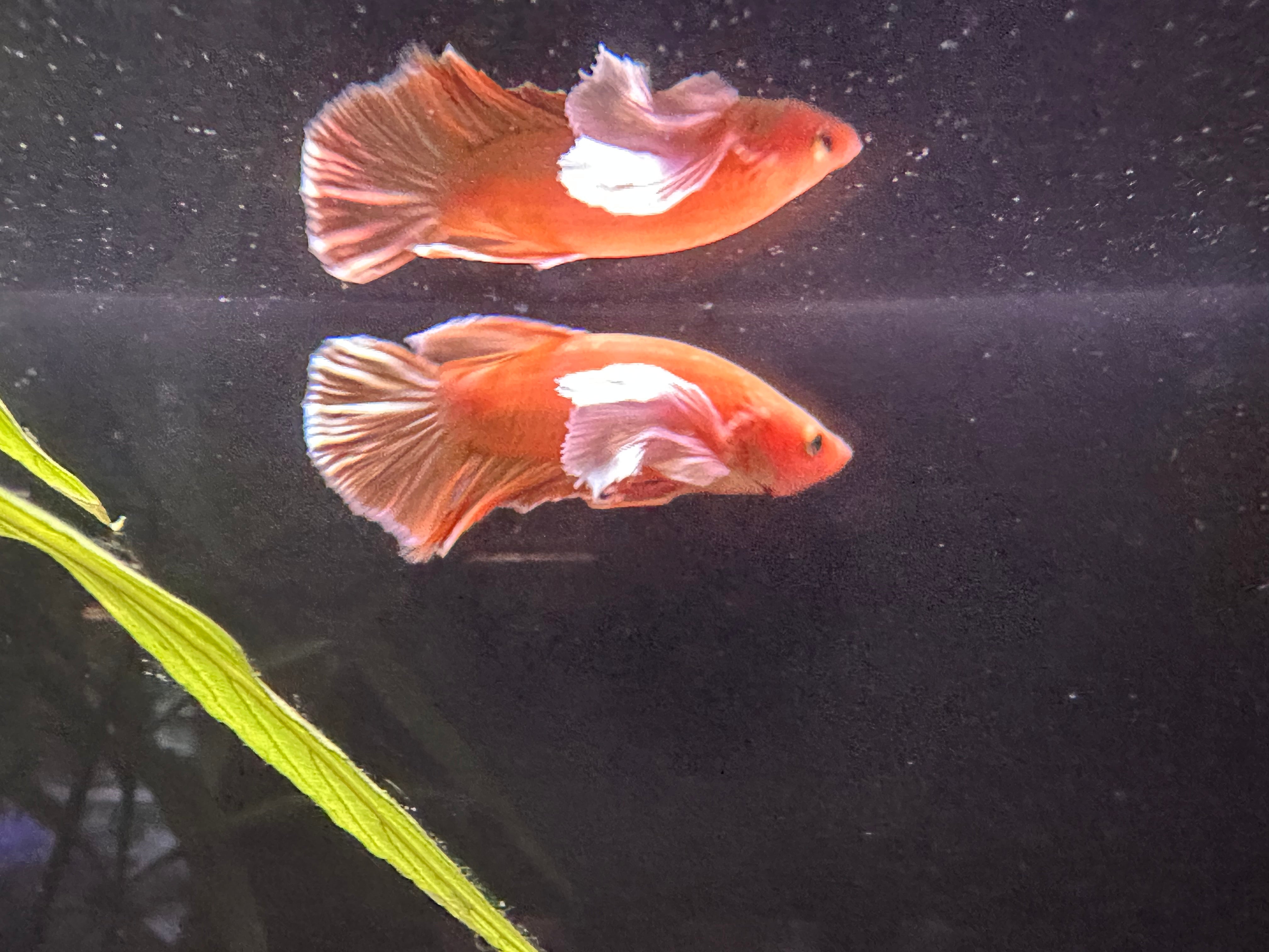 Golden Dumbo Ear Male Betta (A5)