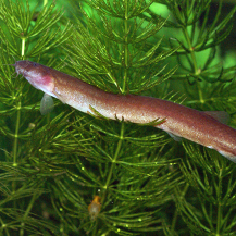 Black Kuhli Loach