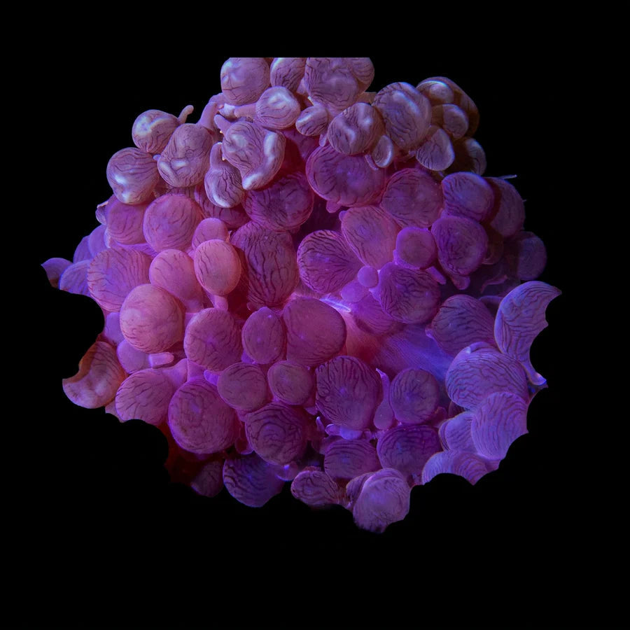 Purple Bubble Coral