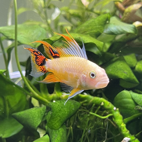 Apistogramma Cacatuoides Super Red Albino