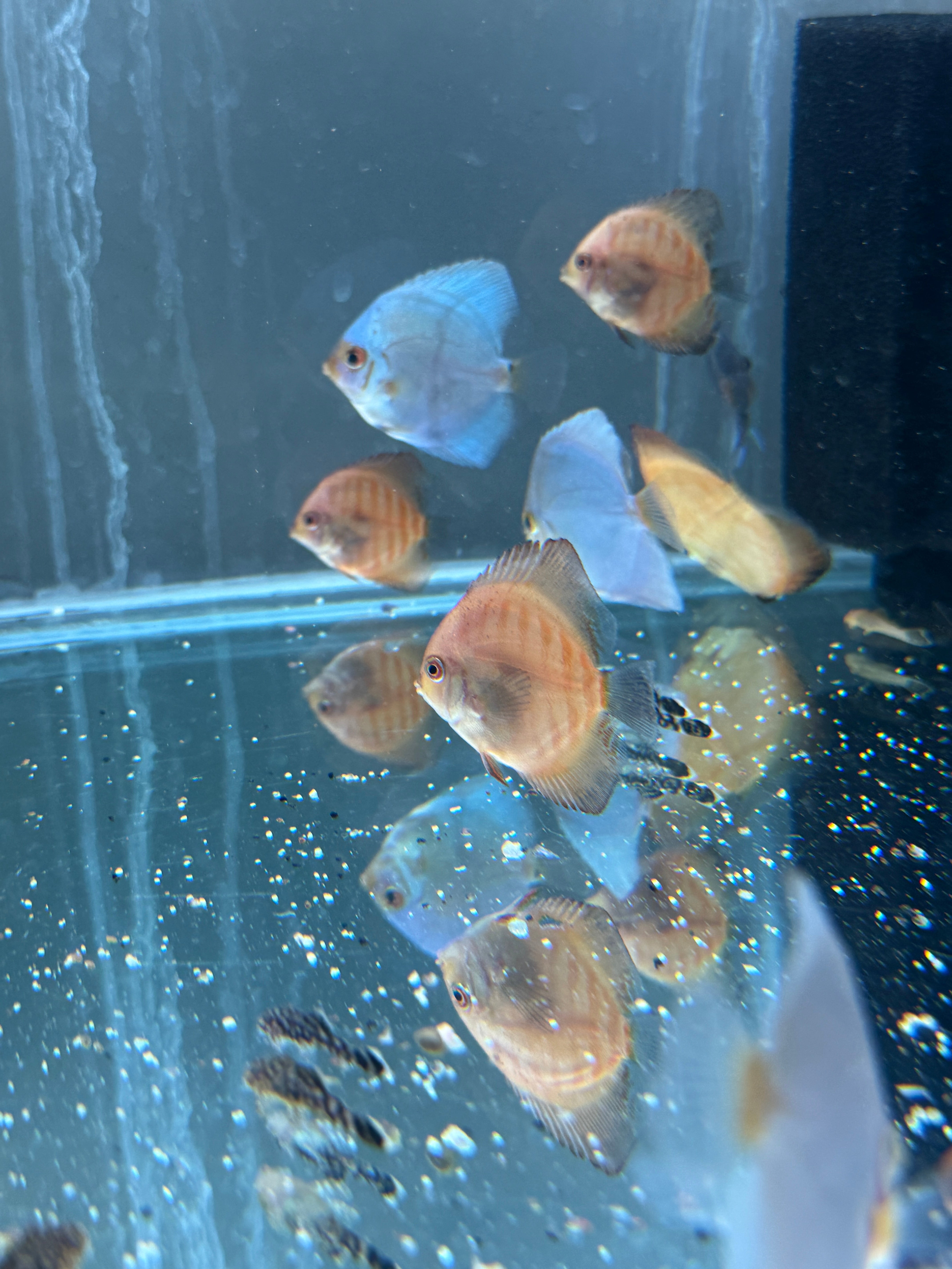 Sunset Checkerboard Discus Small