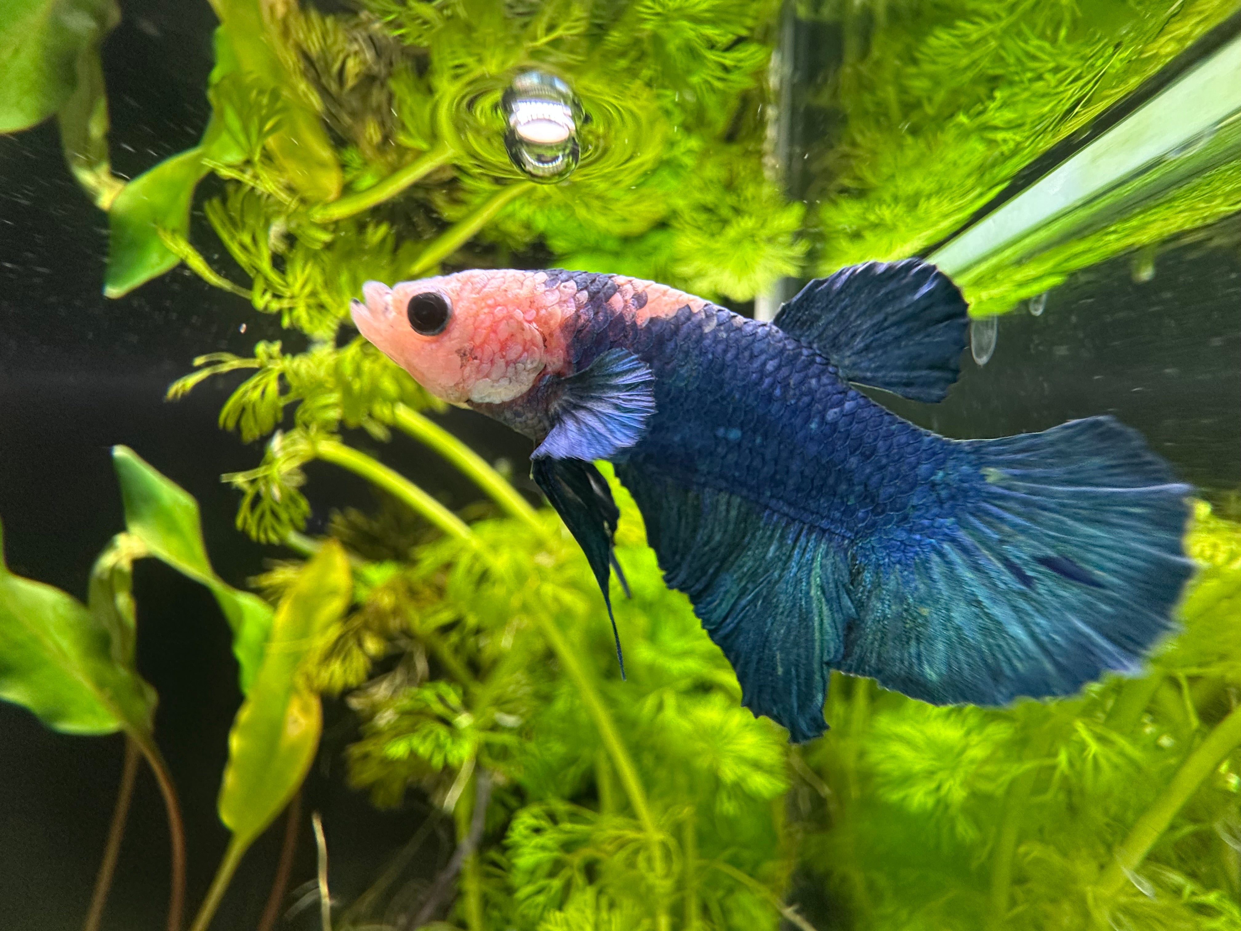 Koi Male Betta (A3)