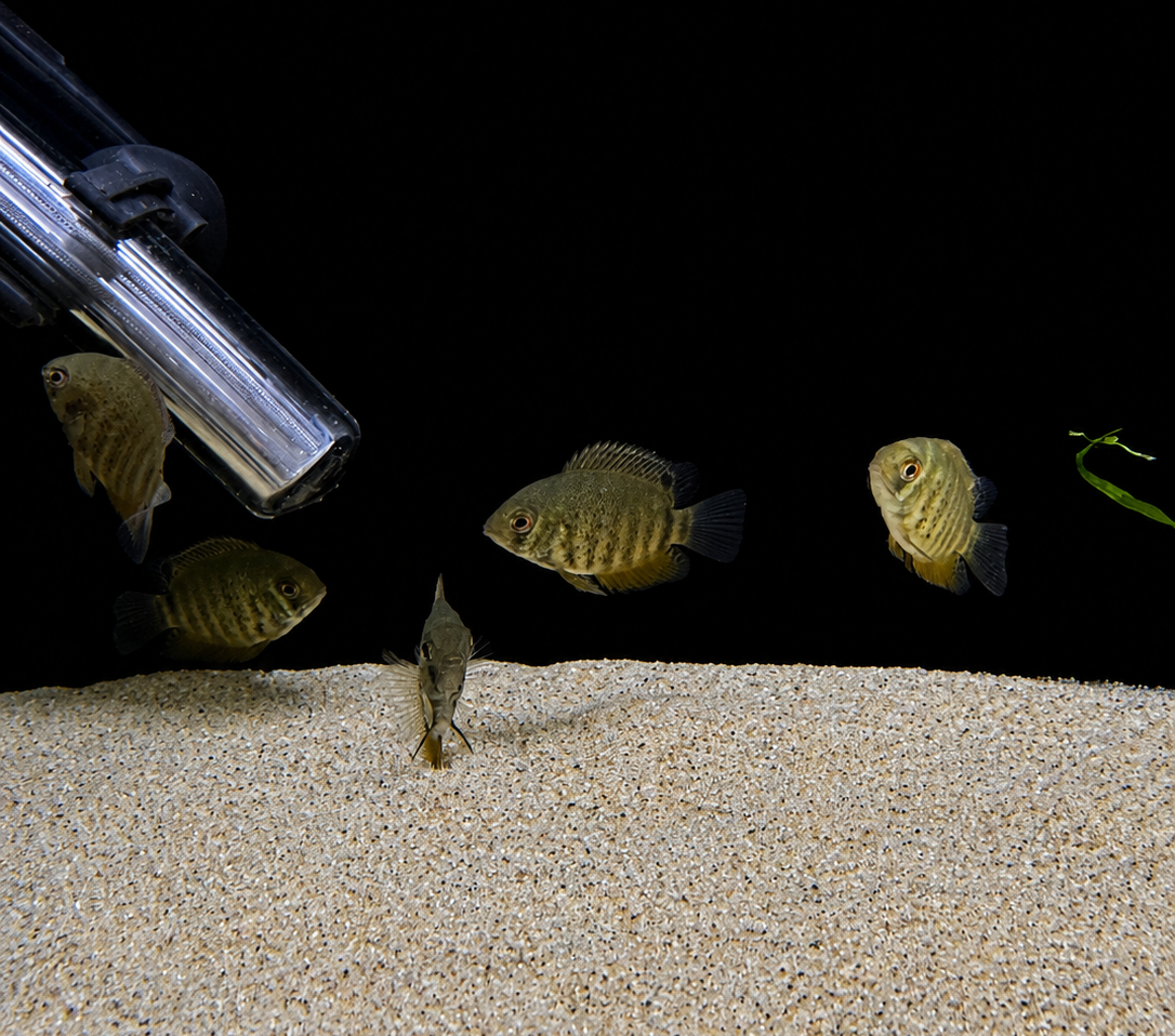 Green Severum
