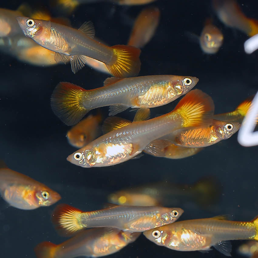 Fancy Guppy Pair (Sunset)