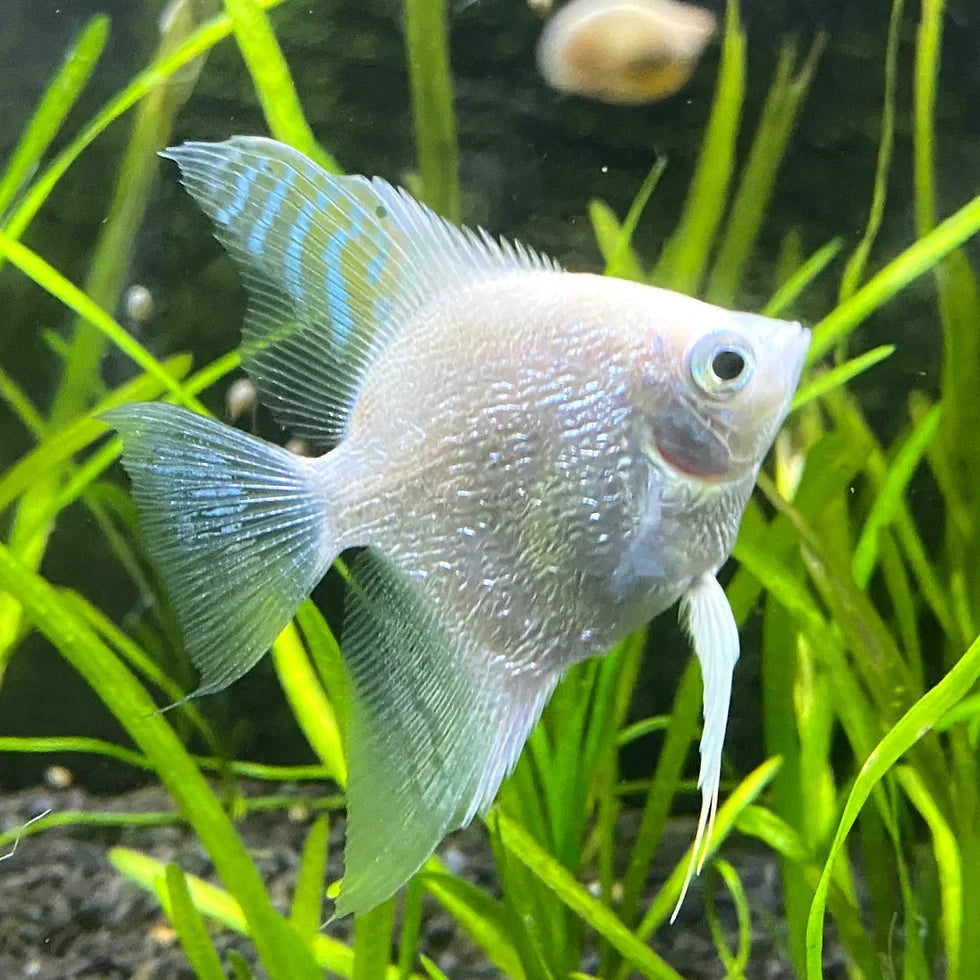 Pearl Scale Angelfish (Small)