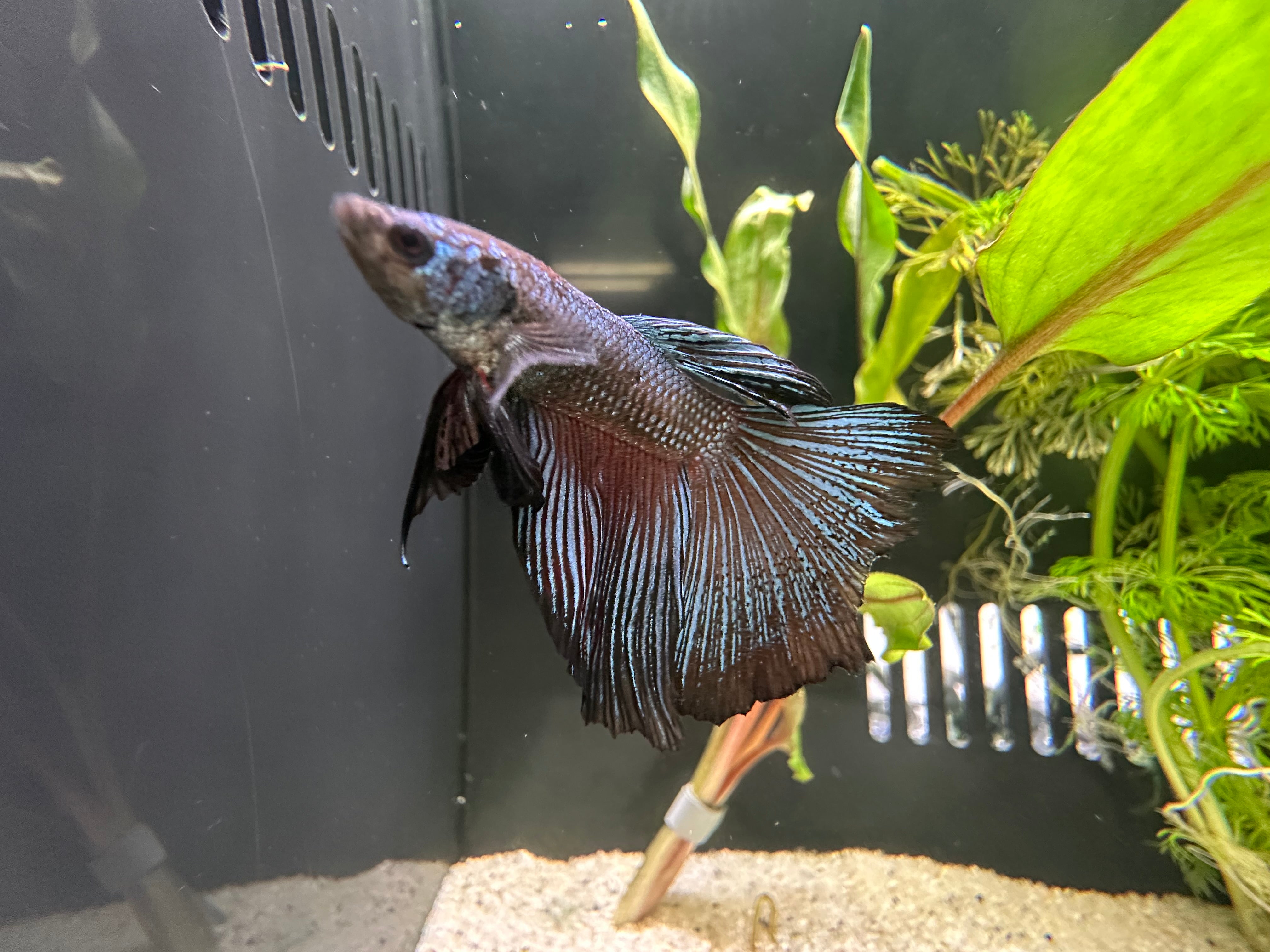 Tattytail Male Betta (A2)
