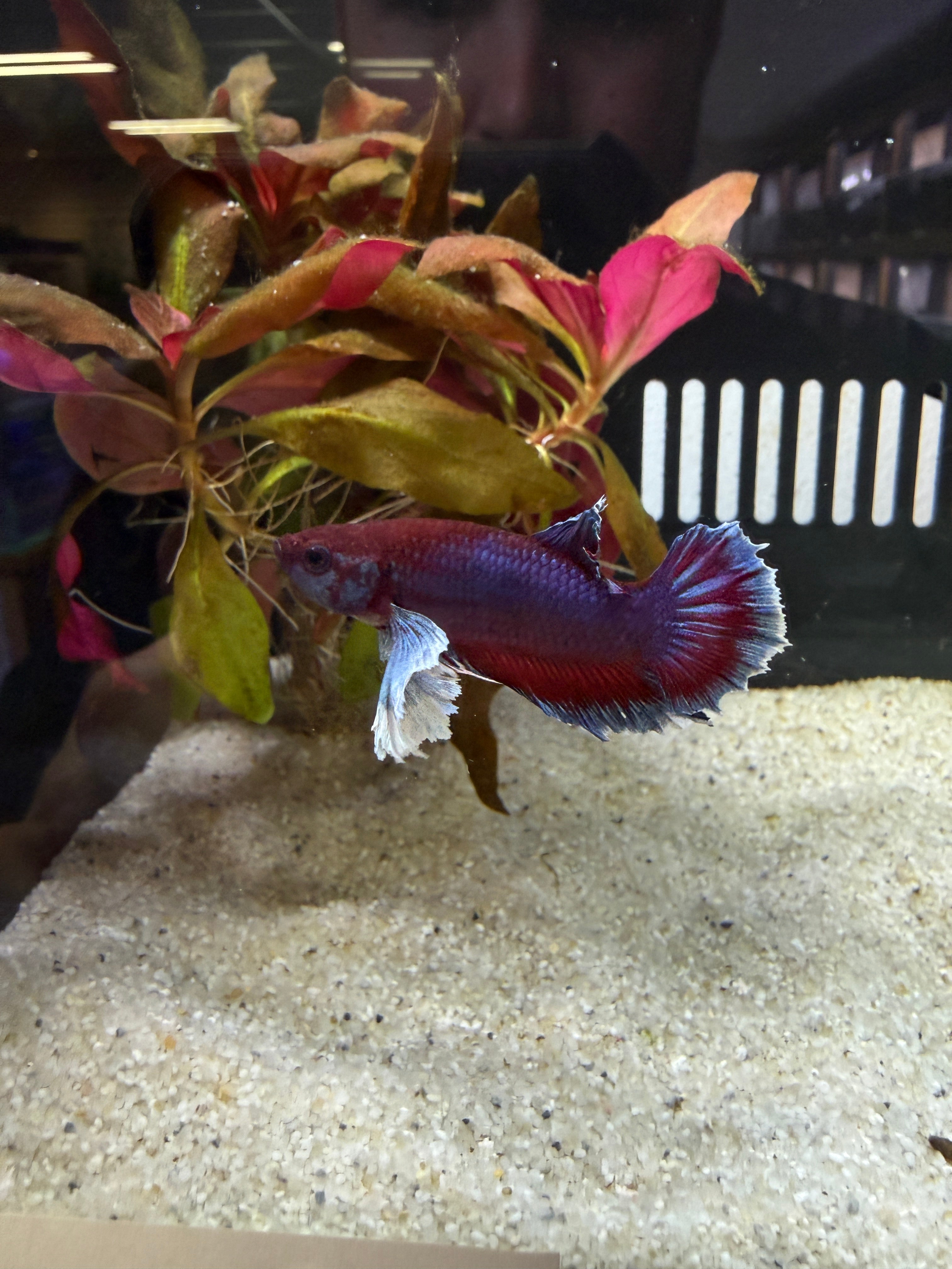 Elephant Ear Male Betta (A6)