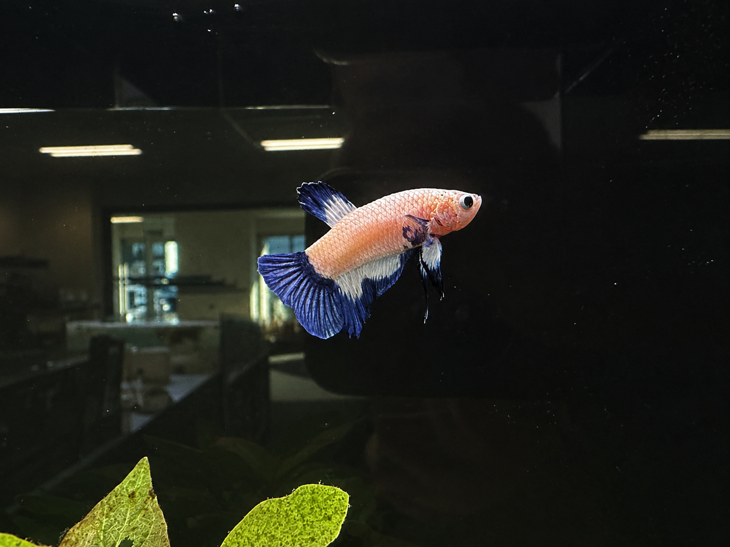 White Blue Rim Male Betta (A5)