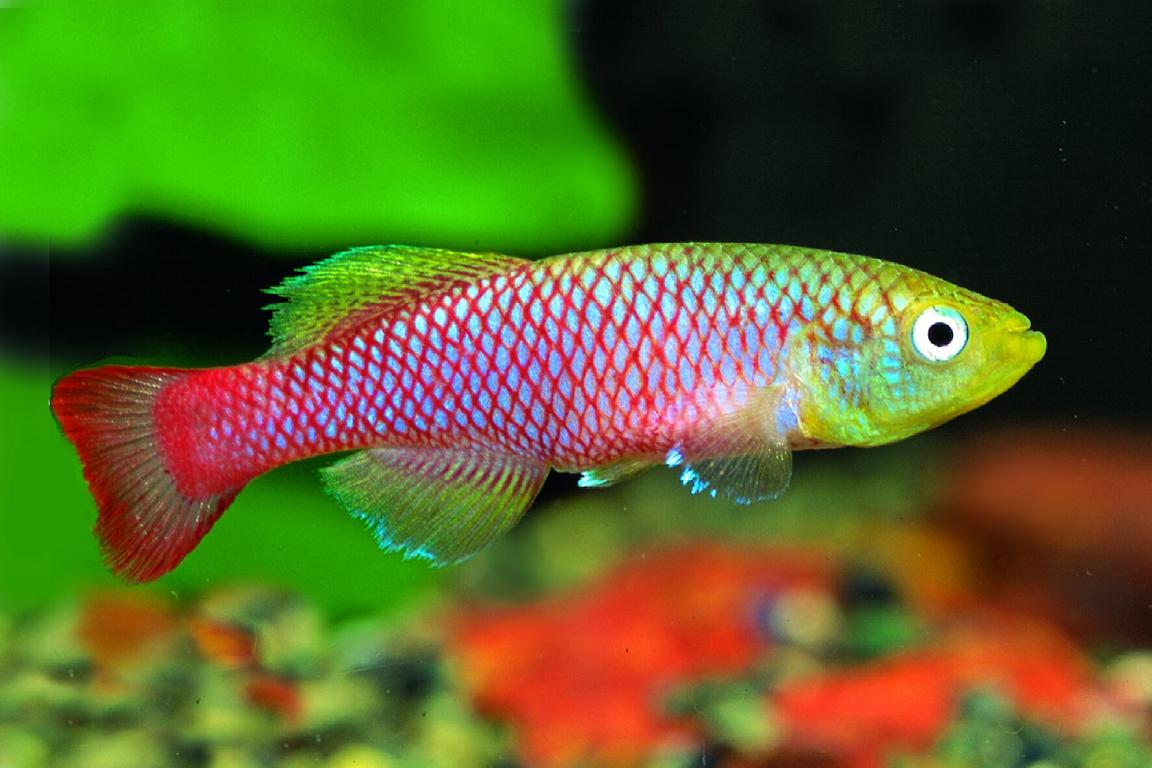 Nothobranchius Palmqvisti Killifish Pair