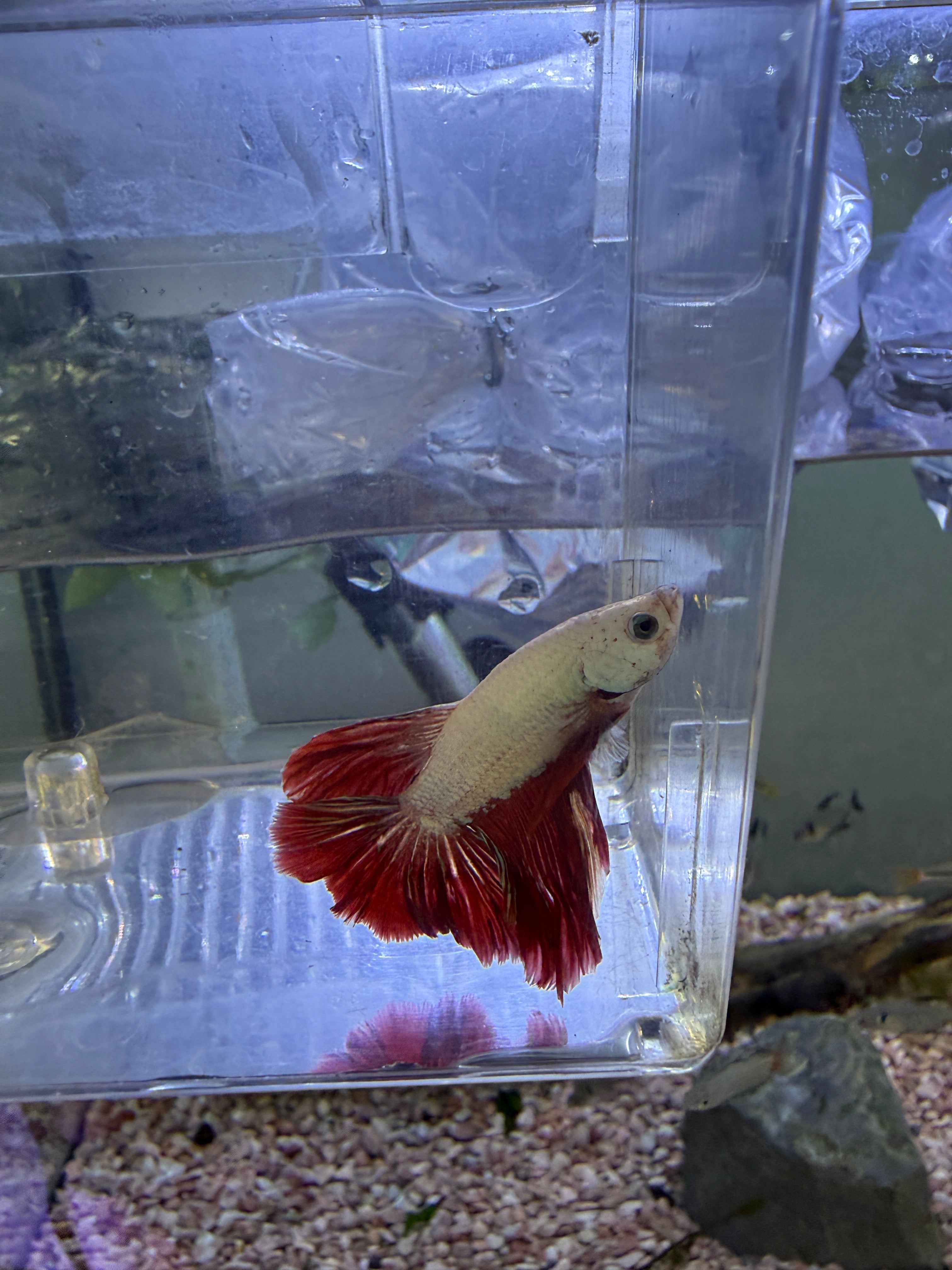 Dragon Halfmoon Male Betta