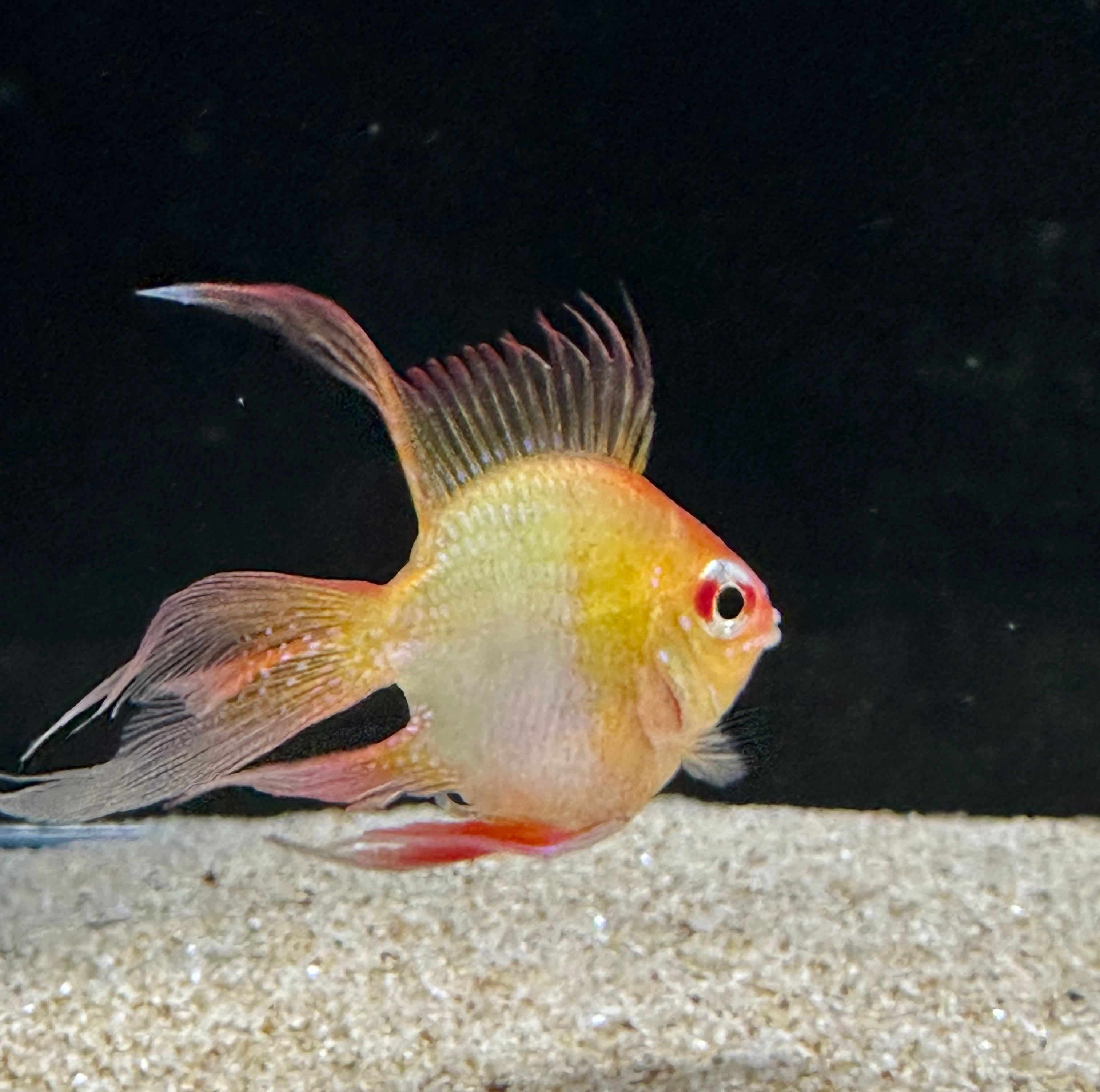 Longfin Golden Balloon Ram