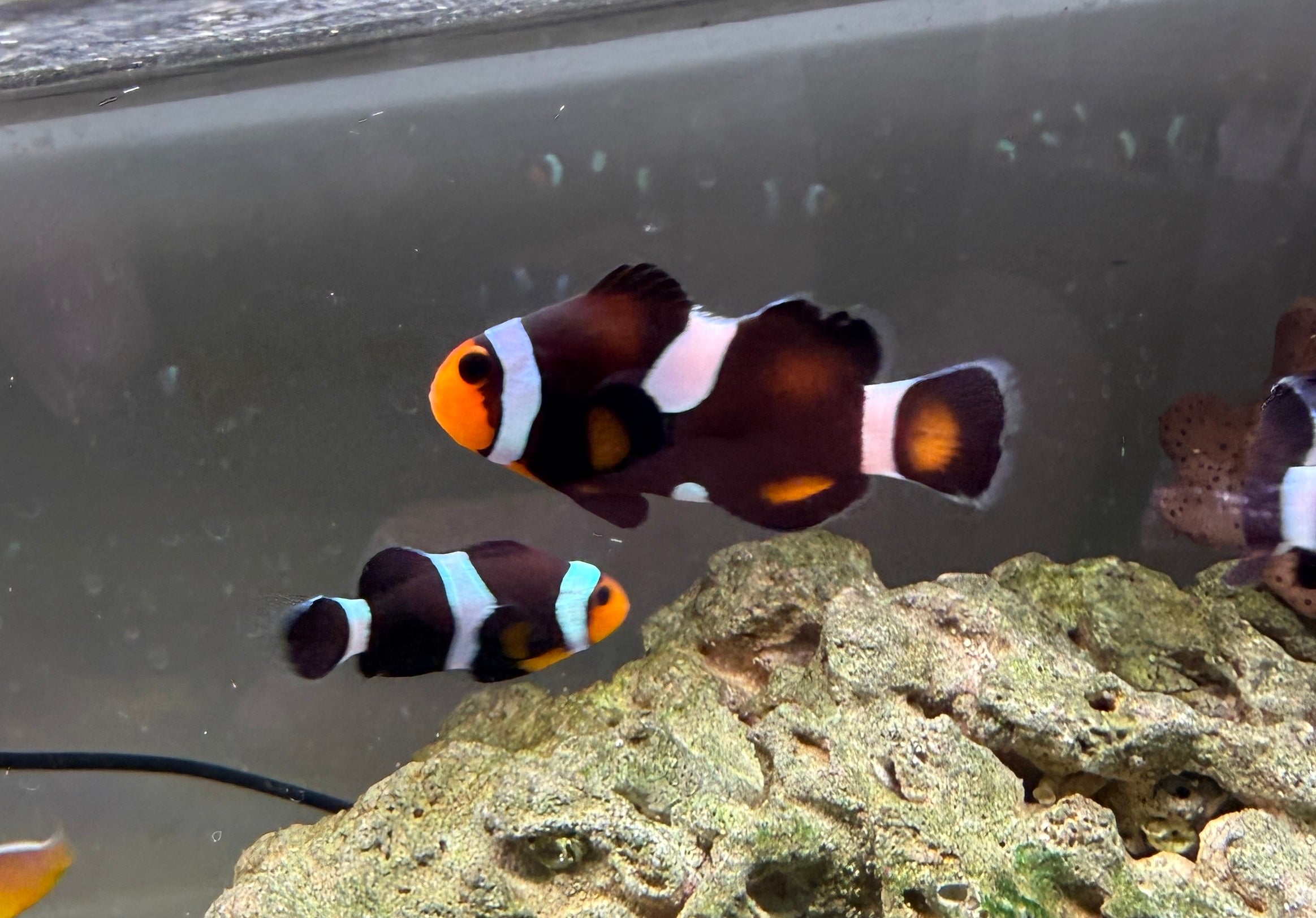Hybrid Ocellaris Clownfish