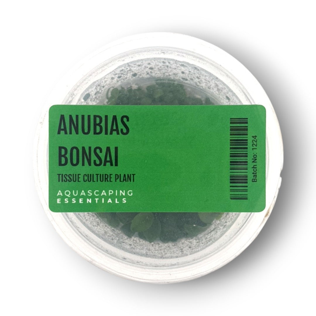 Anubias Bonsai Tissue Culture