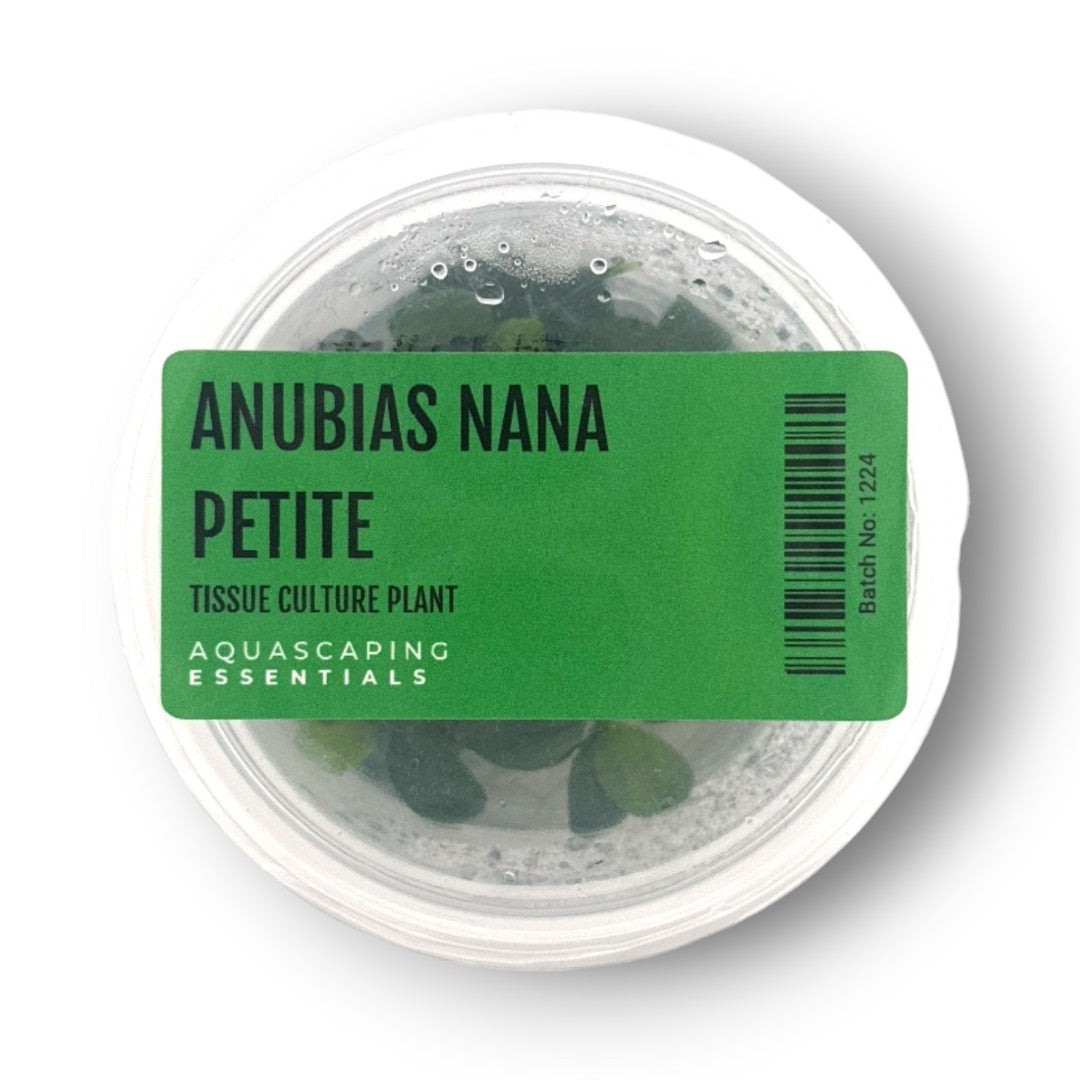 Aquascaping Essentials – Anubias Nana Petite Tissue Culture