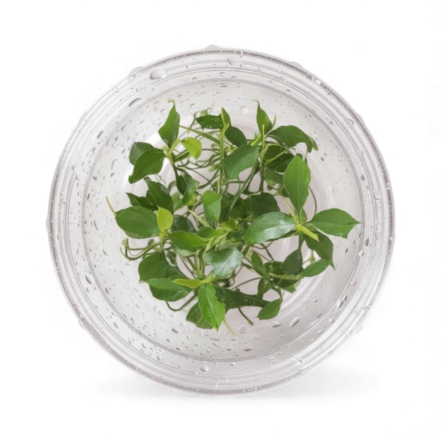 Aquascaping Essentials – Anubias Nana Petite Tissue Culture