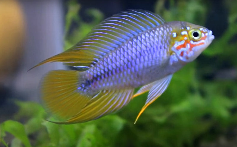 Borelli Apistogramma