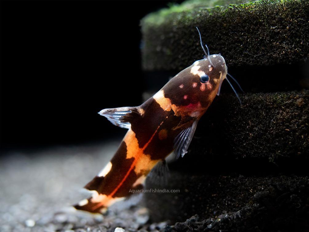 Bumblebee Catfish