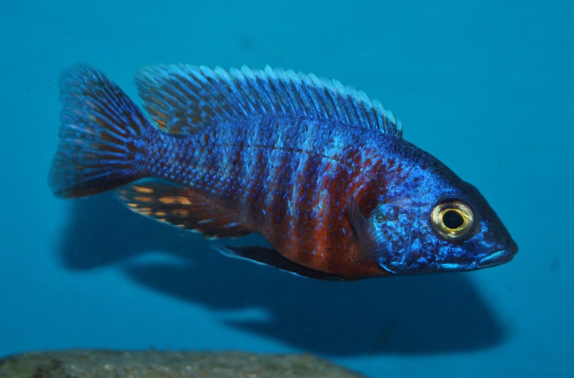 Red Shoulder Peacock