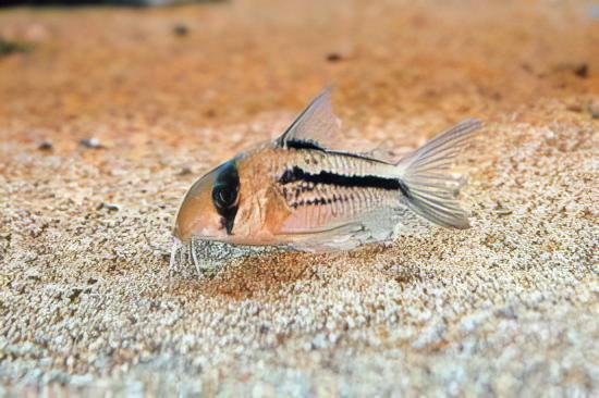 Axelrodi Corydoras