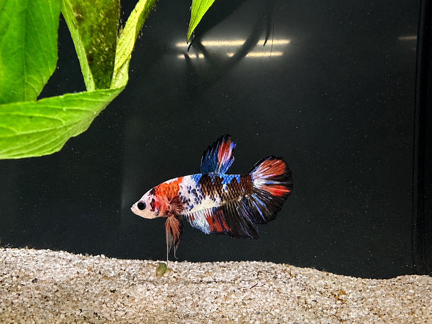 Koi Male Betta (A1)