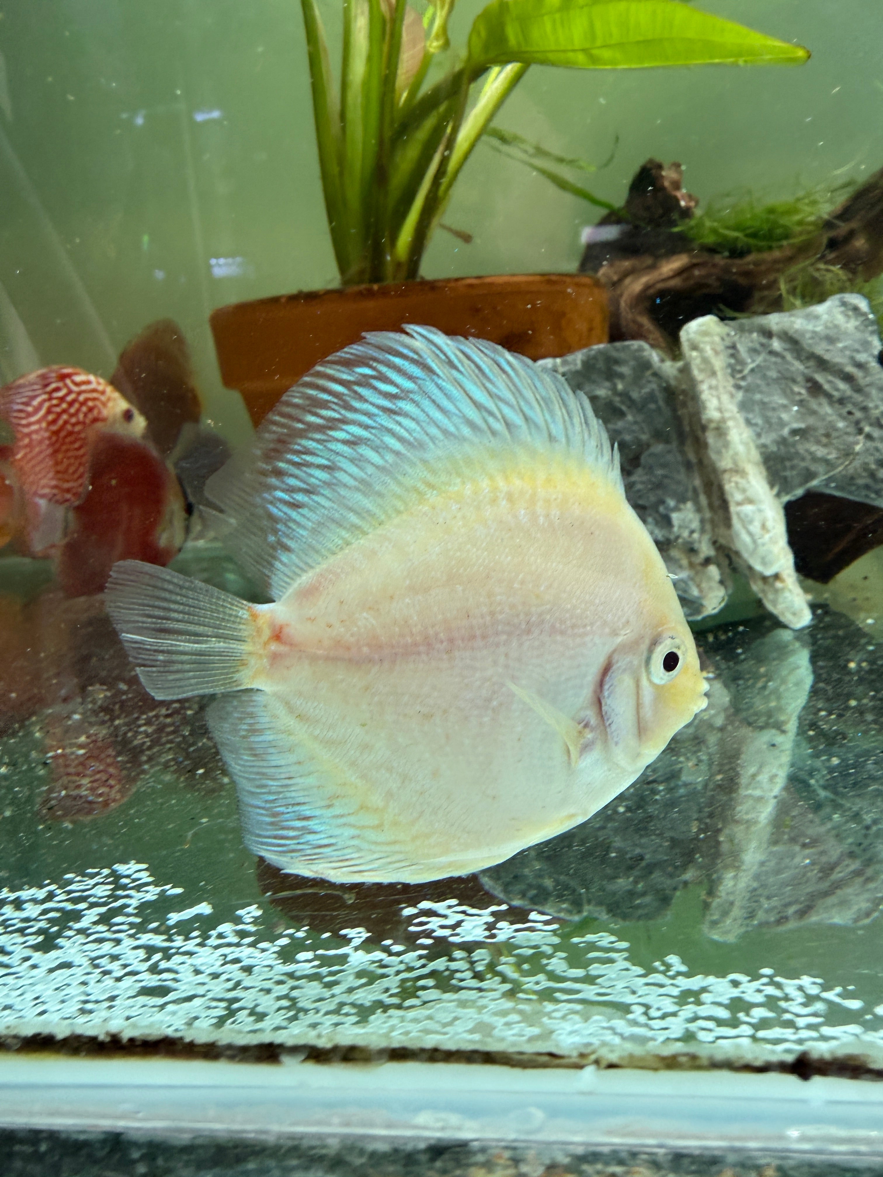 Snow White Discus