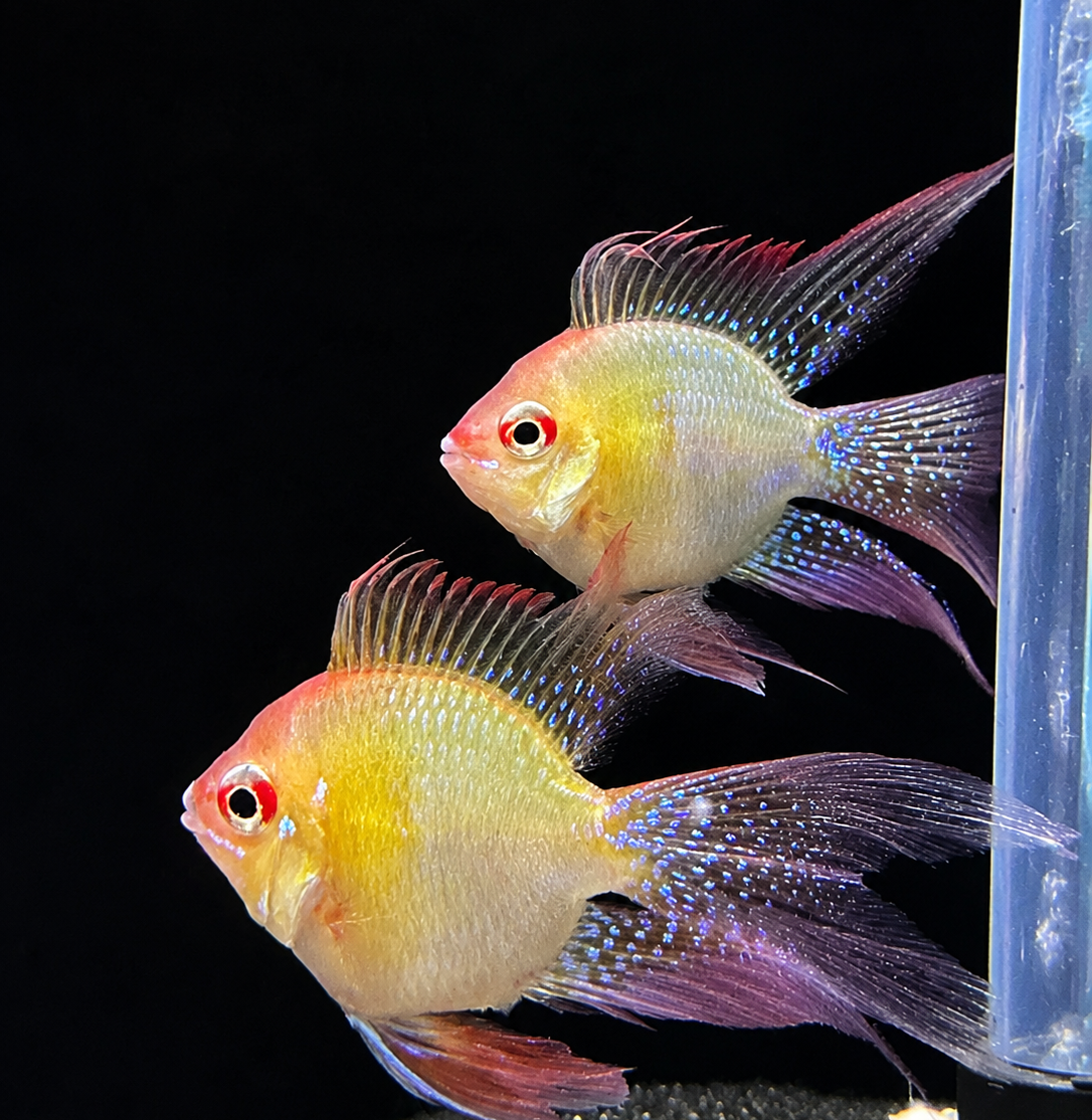 Longfin Golden Balloon Ram