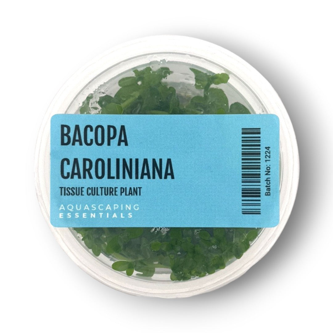 Aquascaping Essentials – Bacopa Caroliniana Tissue Culture