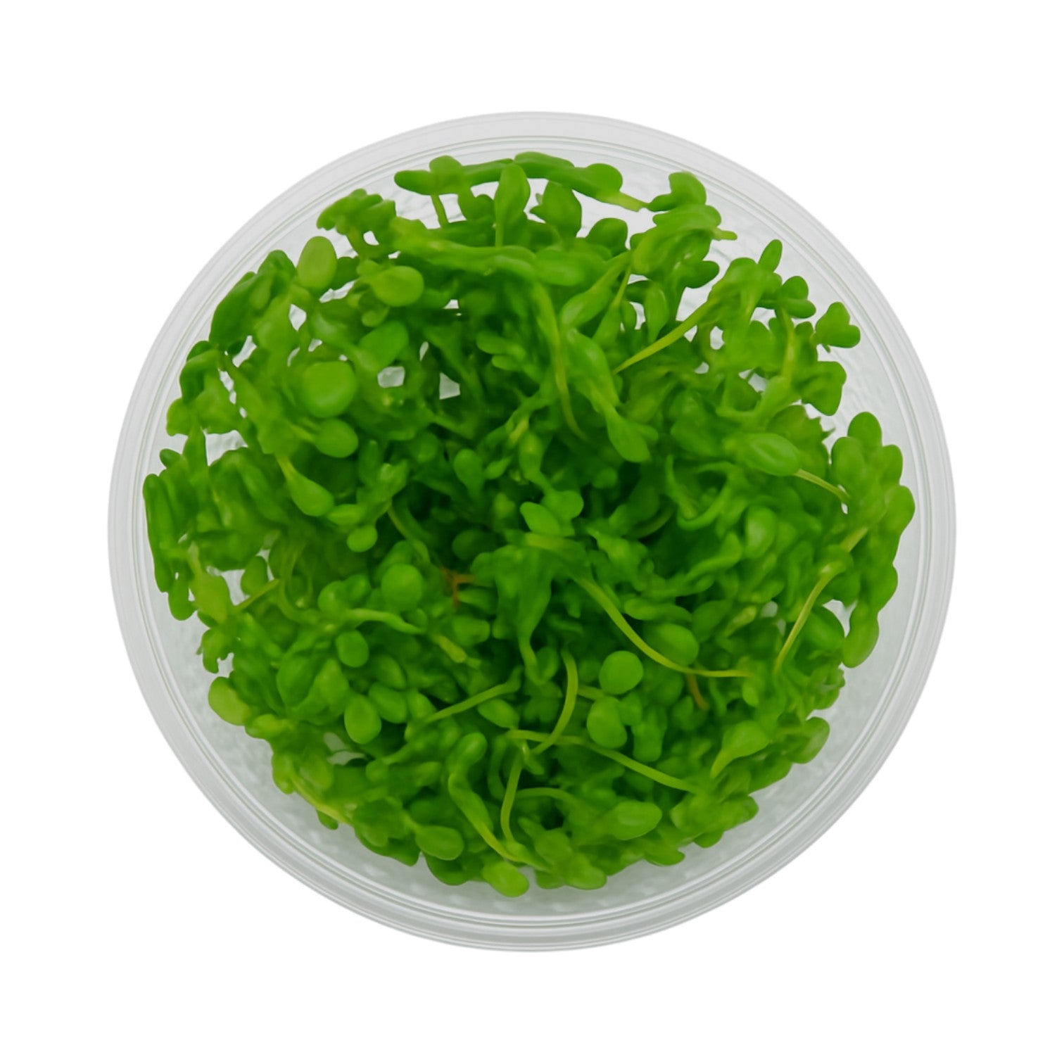 Bacopa Compact Tissue Culture