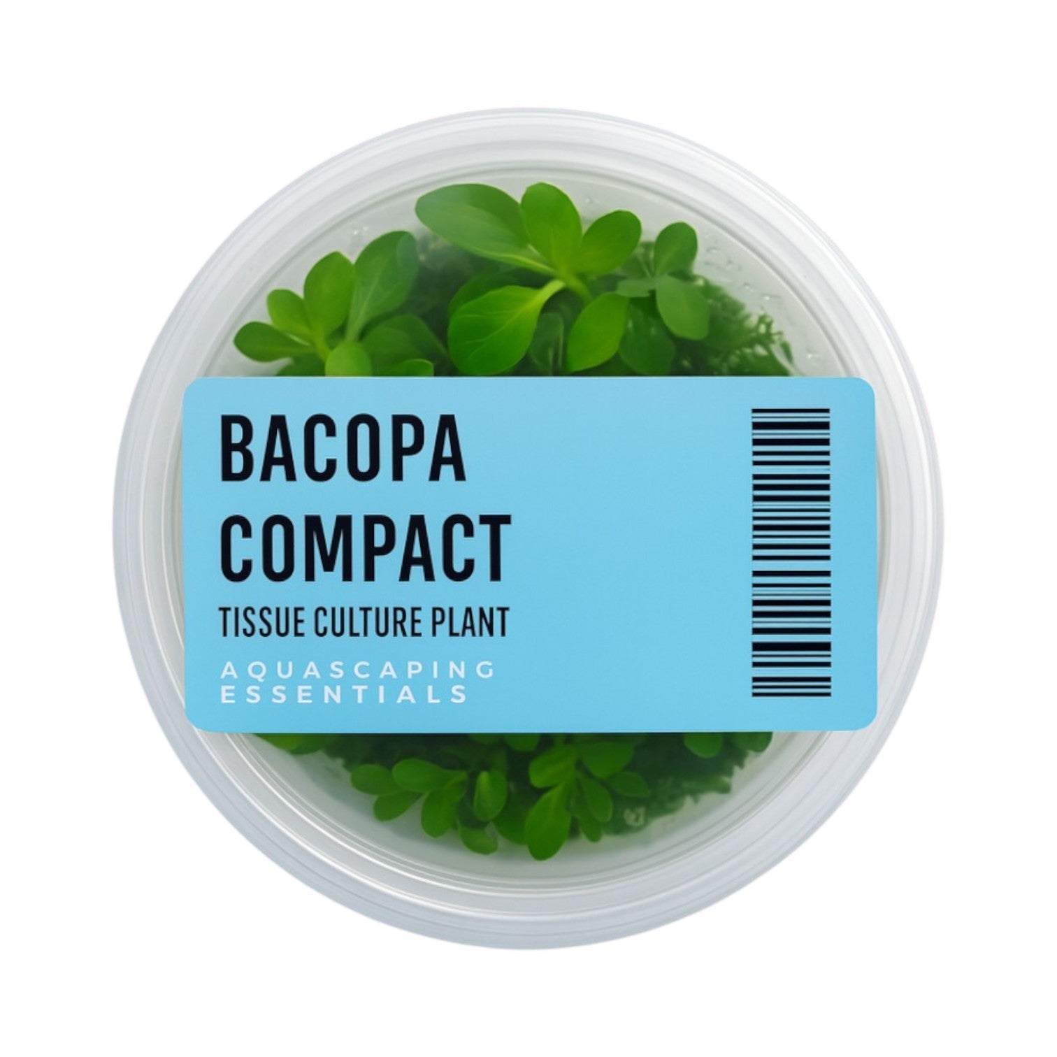Bacopa Compact Tissue Culture