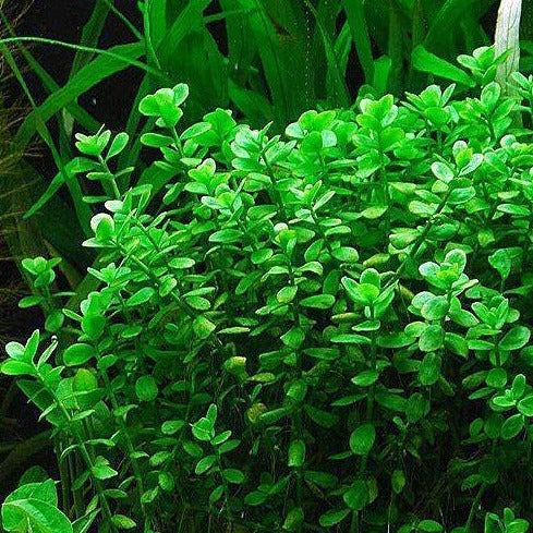 Bacopa Monnieri (Baby Tears)