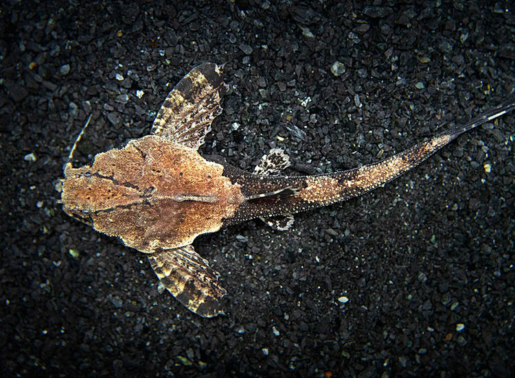 Banjo Catfish