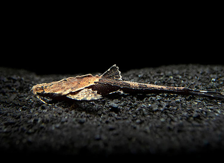 Banjo Catfish