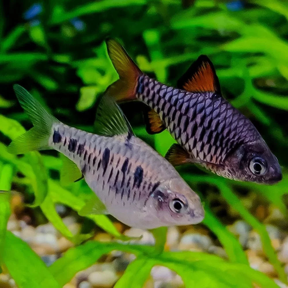 Checkered Barb