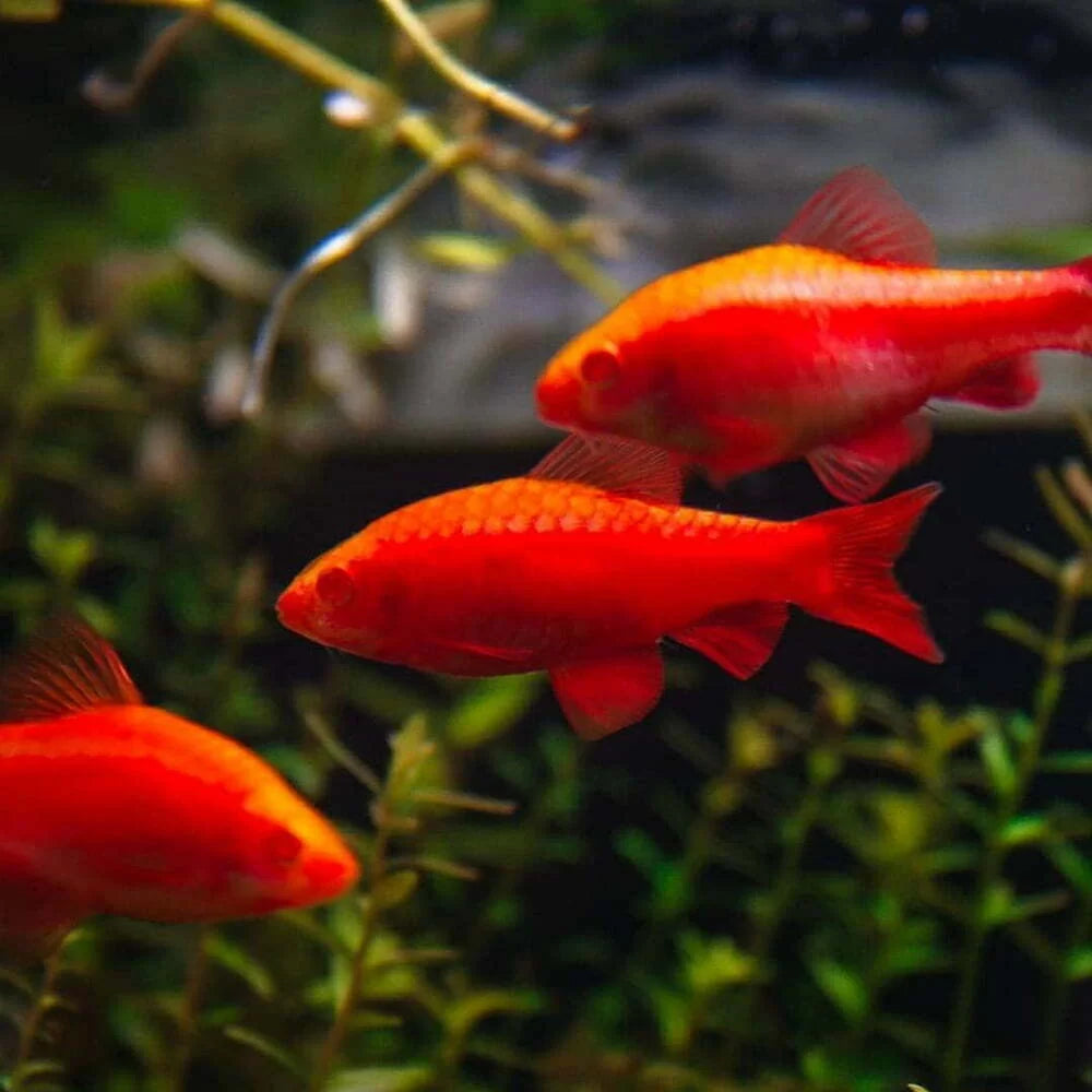 Albino Cherry Barb