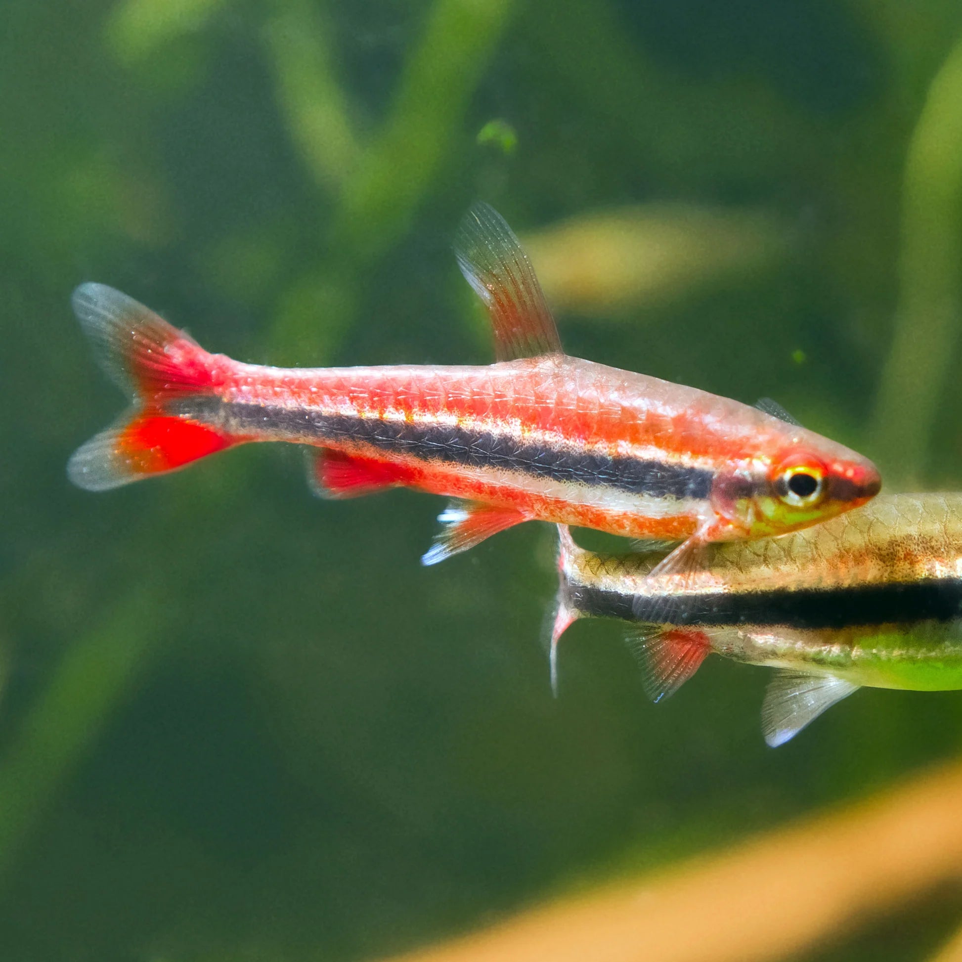 Red Beckfords Pencil Tetra