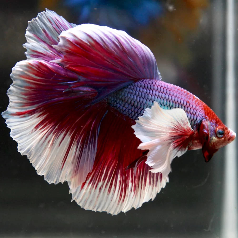 Assorted Elephant Ear Male Betta