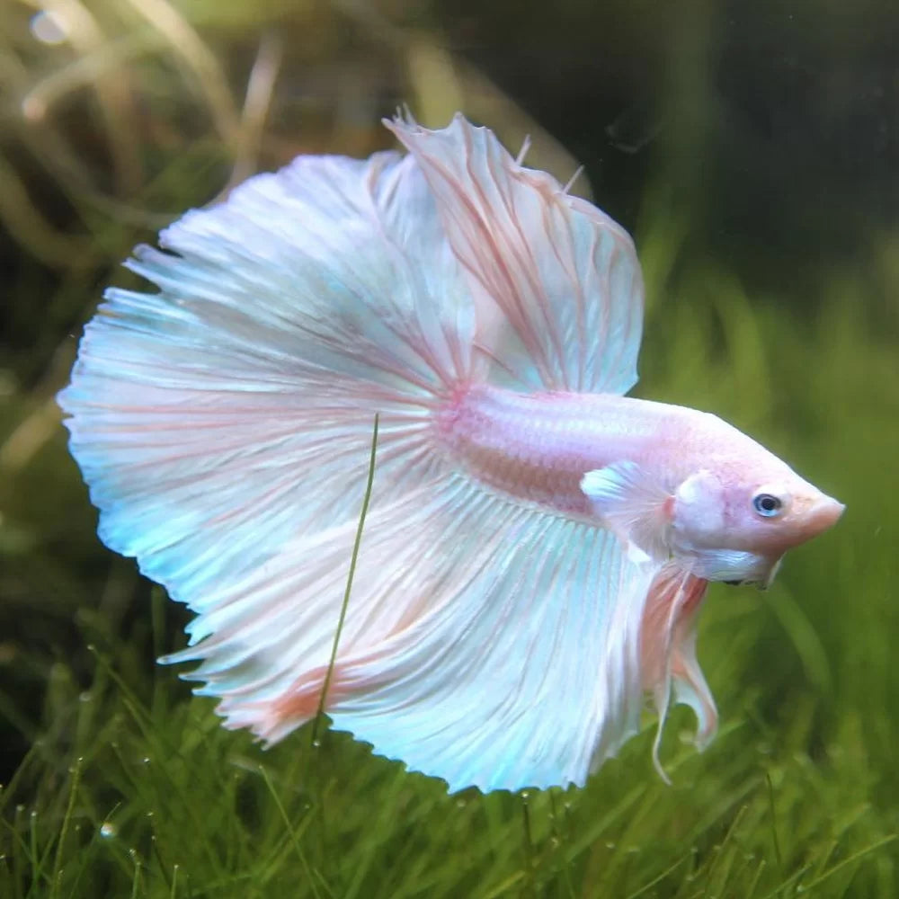 Super Delta Male Betta