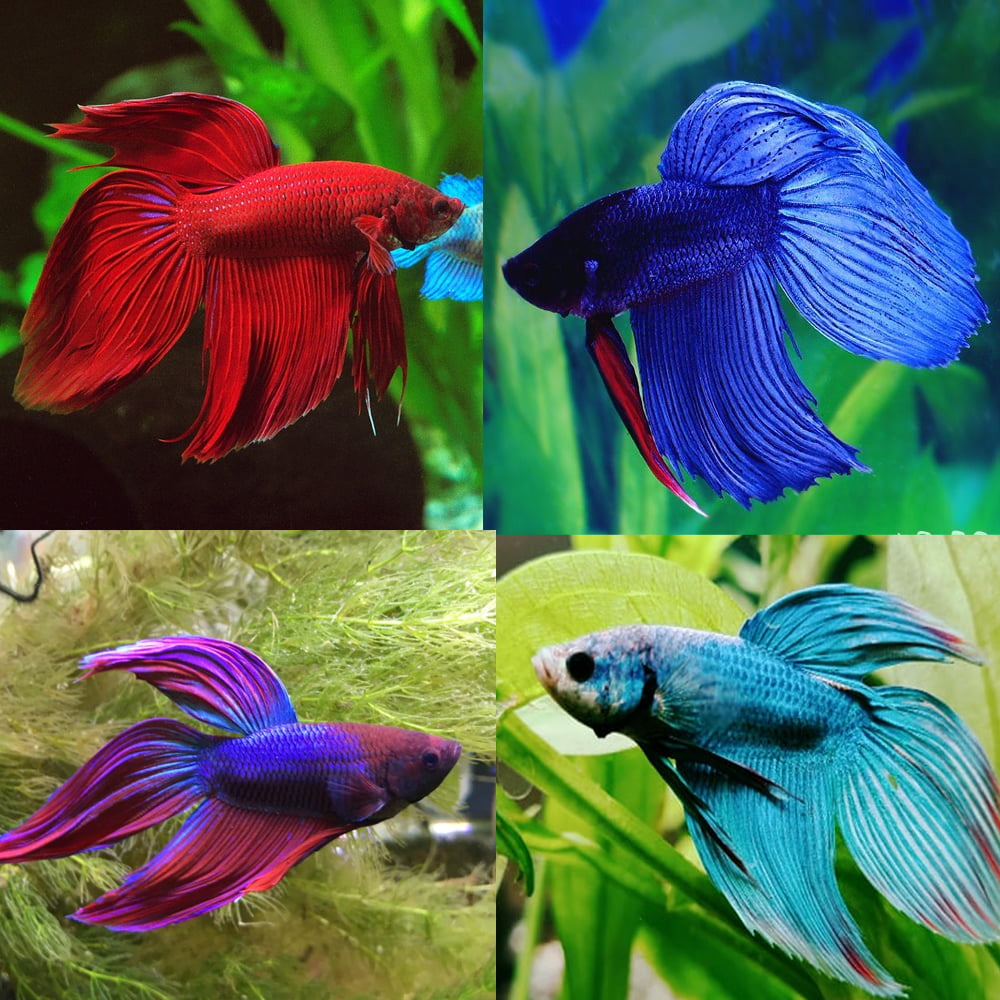 Assorted Veiltail Male Betta