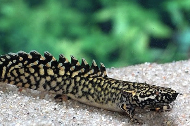 Ornate Bichir