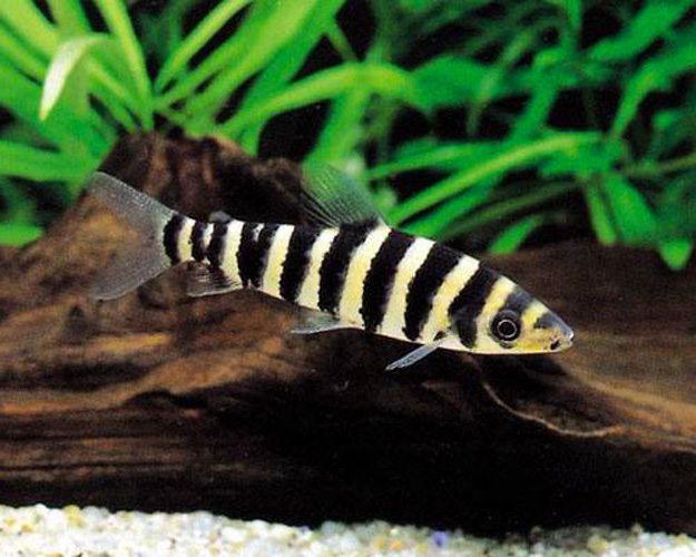 Black Banded Leporinus
