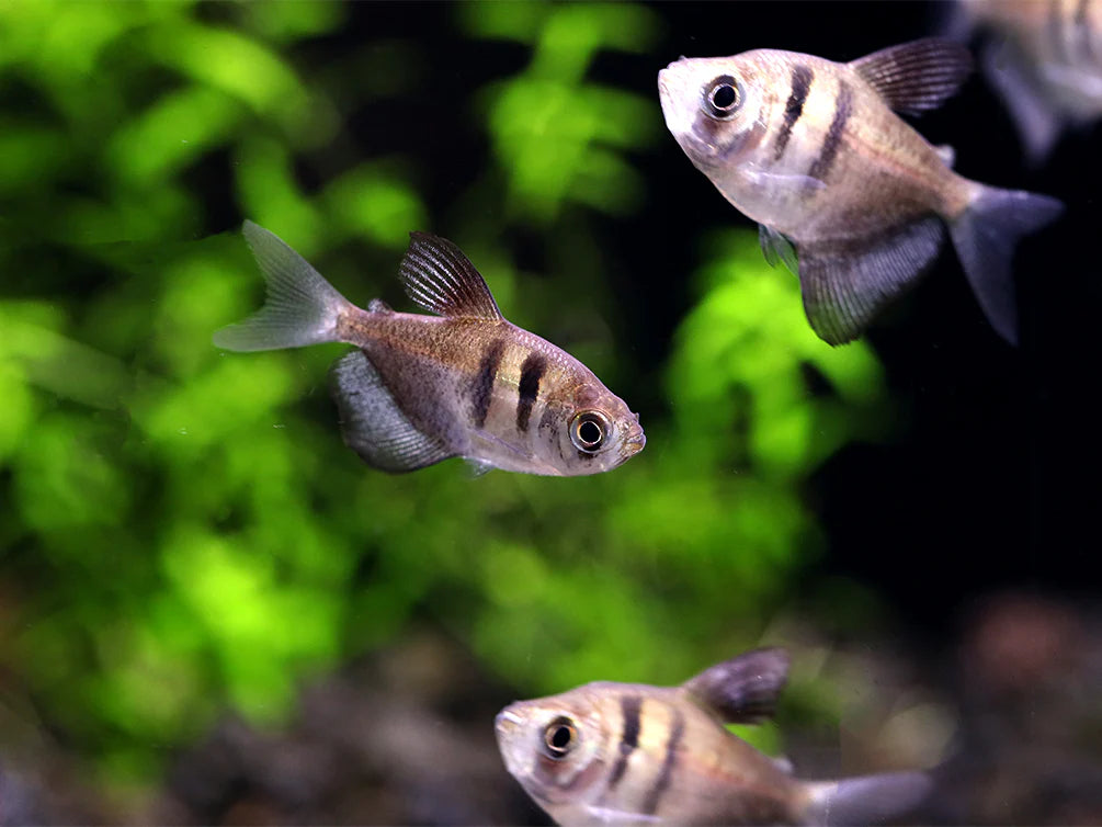 Black Widow Tetra