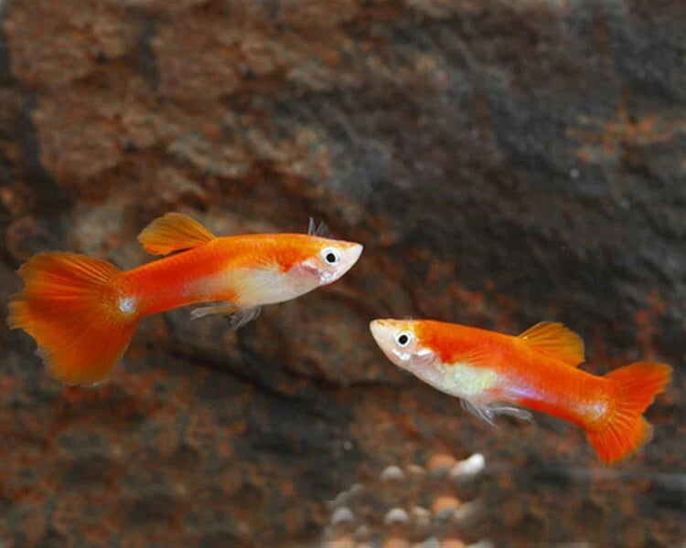 Fancy Guppy Pair (Red Blonde)