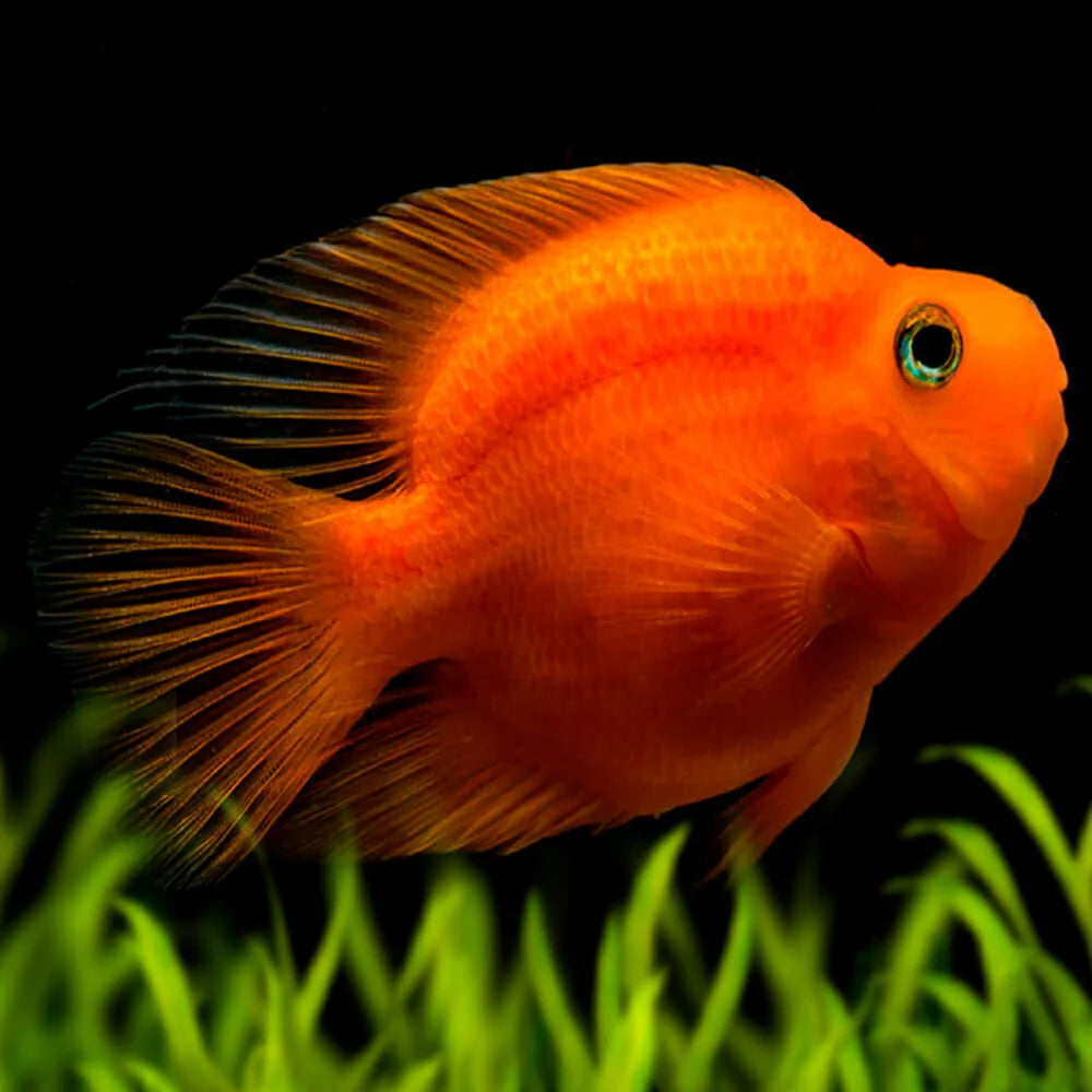 Blood Parrot Cichlid