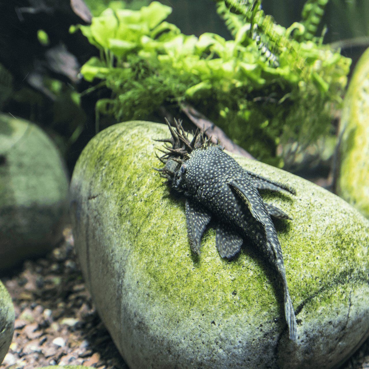 Brown Bristlenose Pleco