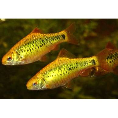 Golden Barb (Puntius semifasciolatus)