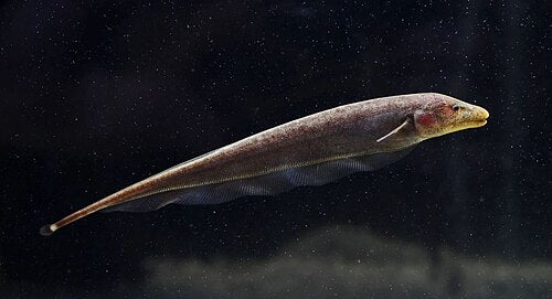 Chocolate Knife Fish