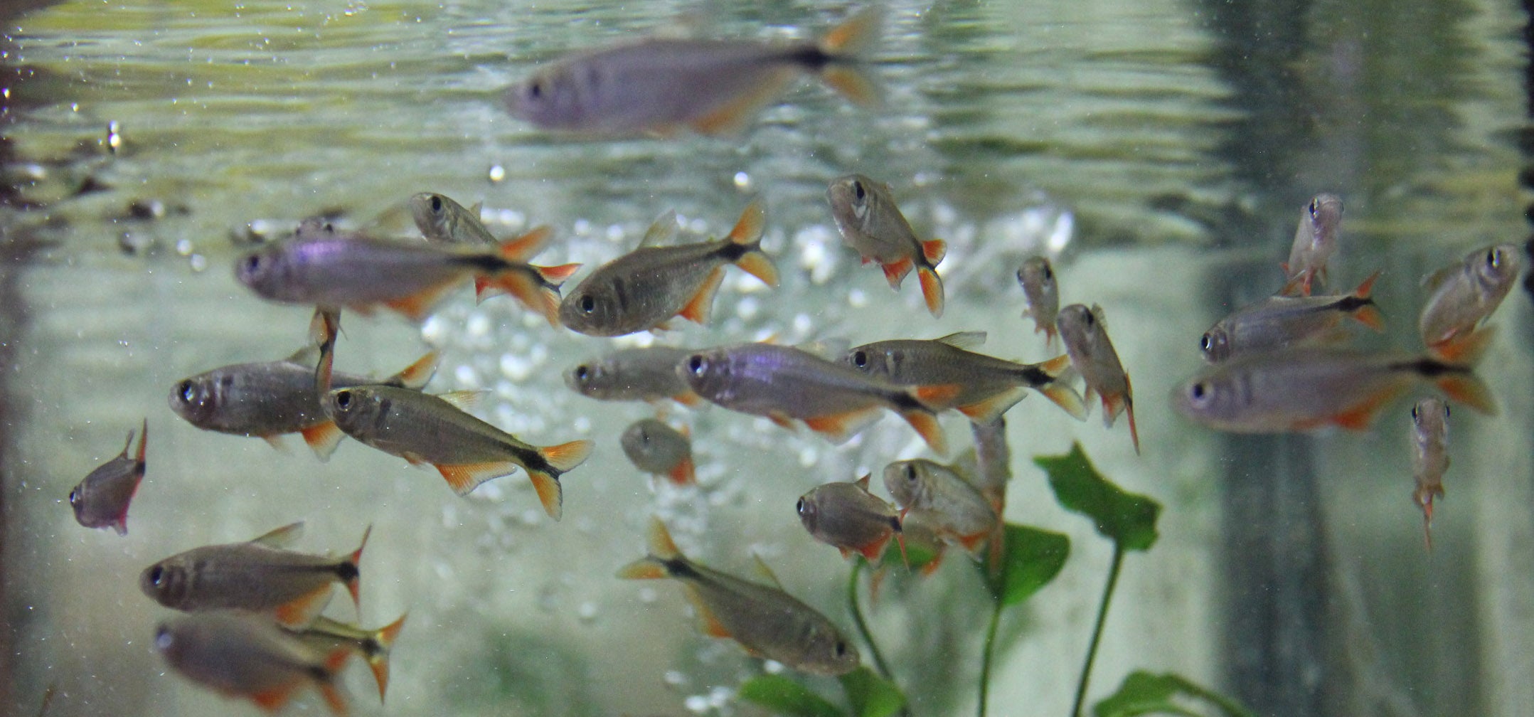 Buenos Aires Tetra